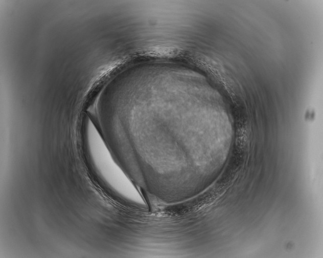 X0000098170688200805081001