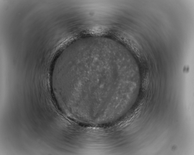 X0000098170689200805081001