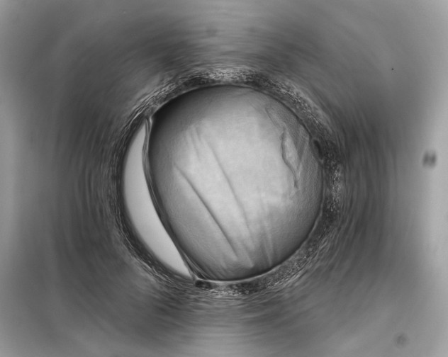 X0000098170696200805081001