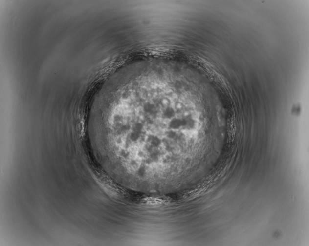 X0000098170703200805081001