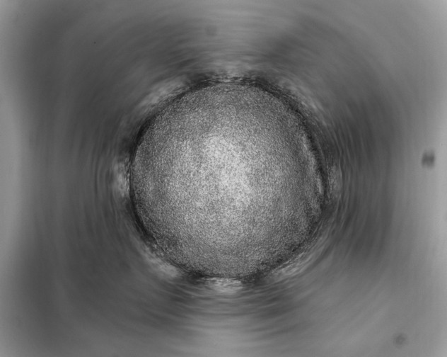 X0000098170719200805081001