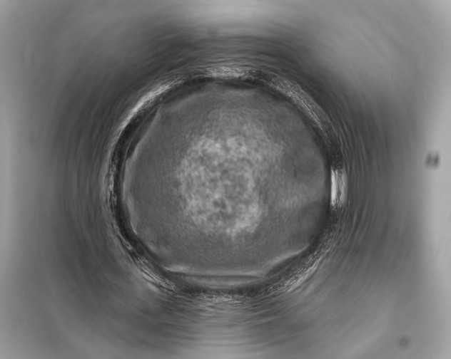 X0000098170723200805081000