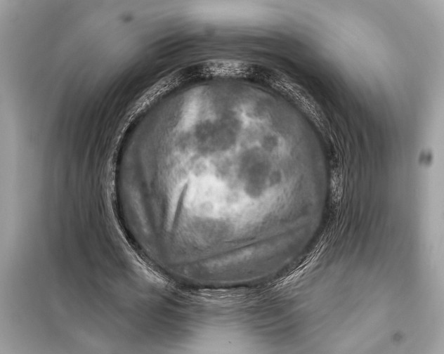 X0000098170725200805081000