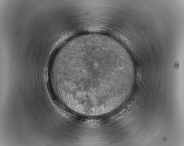 X0000098170734200805081000