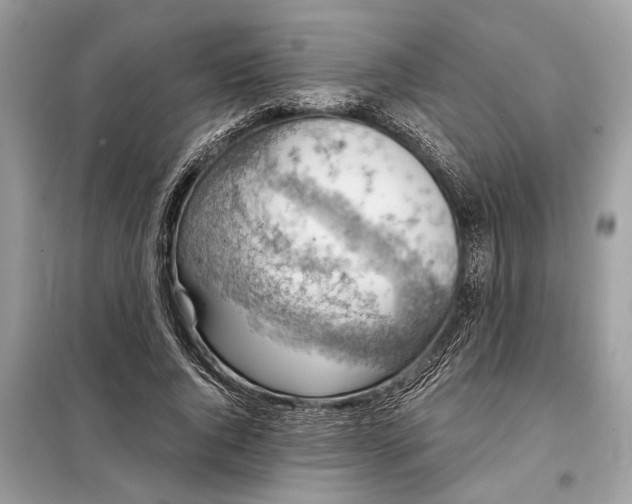 X0000098170736200805081000