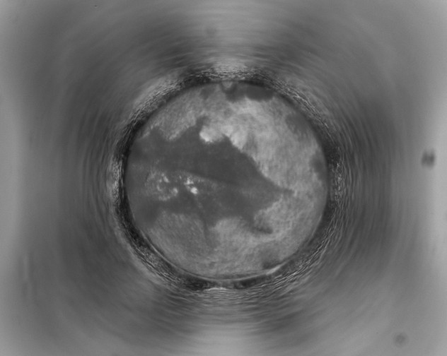 X0000098170742200805081001