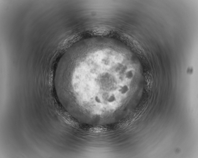 X0000098170745200805081001