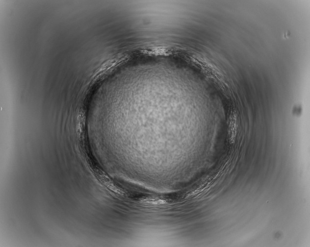 X0000098170747200805081001