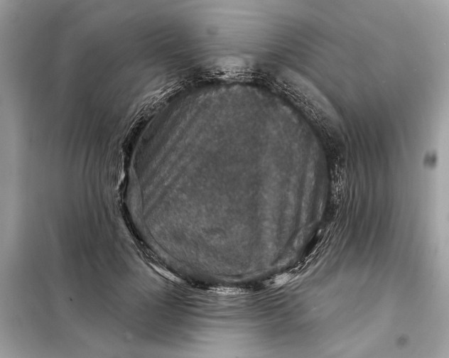 X0000098170748200805081001