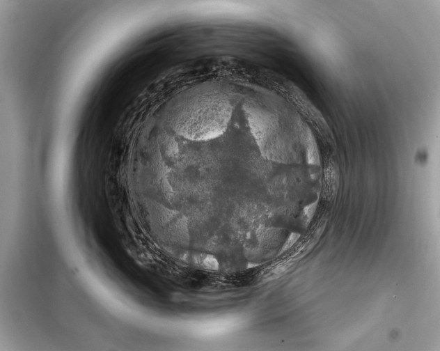 X0000098170765200805081001