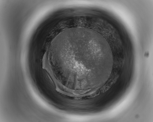 X0000098170766200805081001