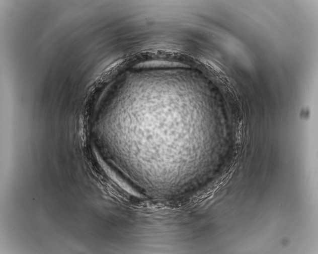 X0000098170774200805081000