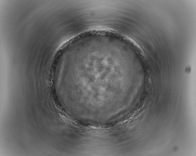 X0000098170775200805081000