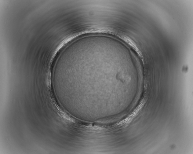 X0000098170781200805081000