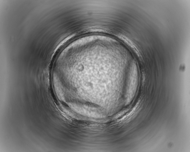 X0000098170782200805081000