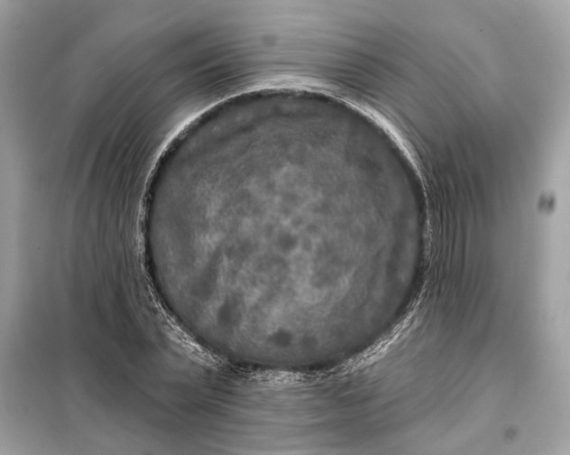 X0000098170783200805081000