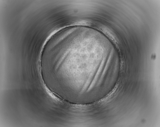 X0000098170800200805081000