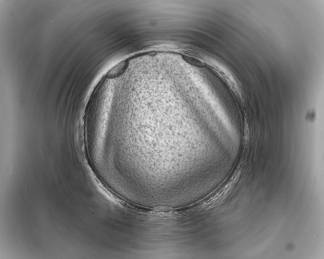 X0000098170808200805081000