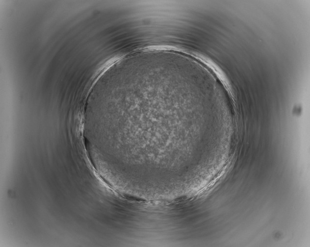 X0000098170809200805081000