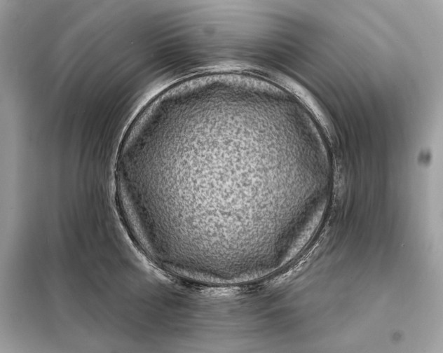 X0000098170810200805080959