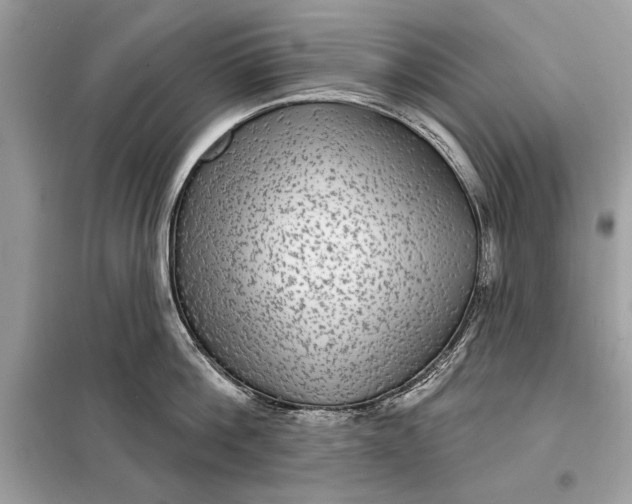 X0000098170812200805080959