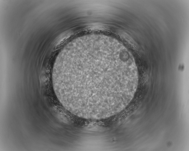 X0000098170824200805080959