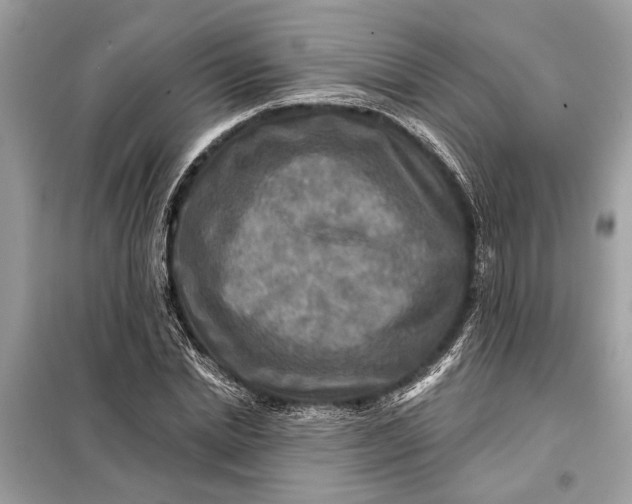 X0000098170830200805080959