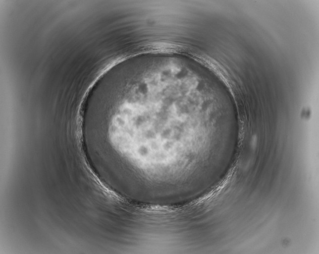 X0000098170835200805080959