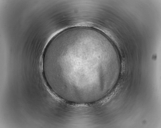 X0000098170838200805080959