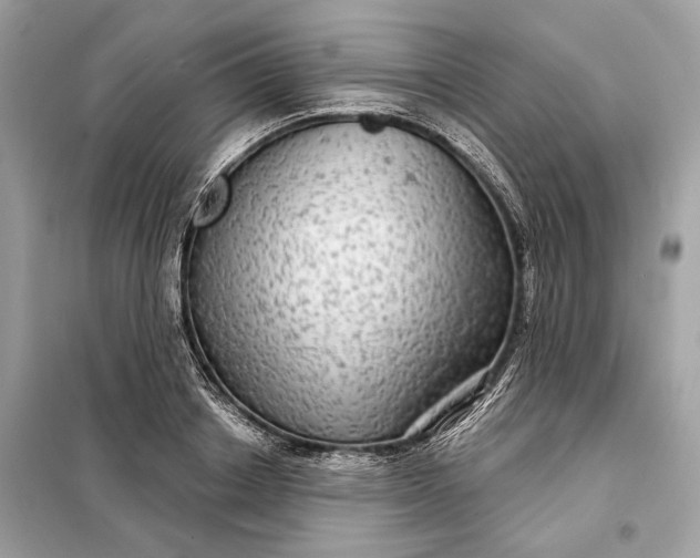 X0000098170842200805080959