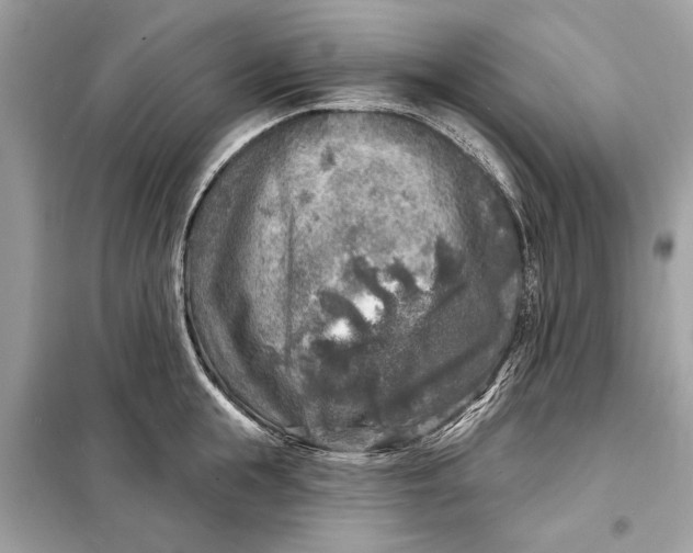 X0000098170855200805080959