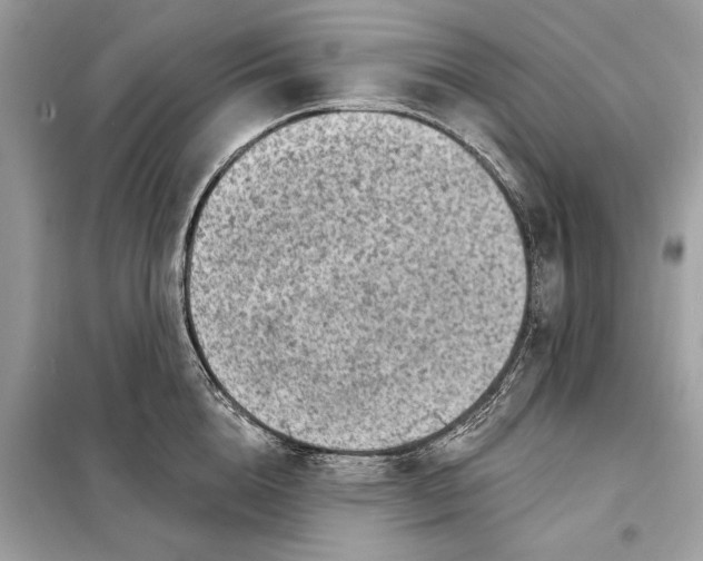 X0000098170856200805080959