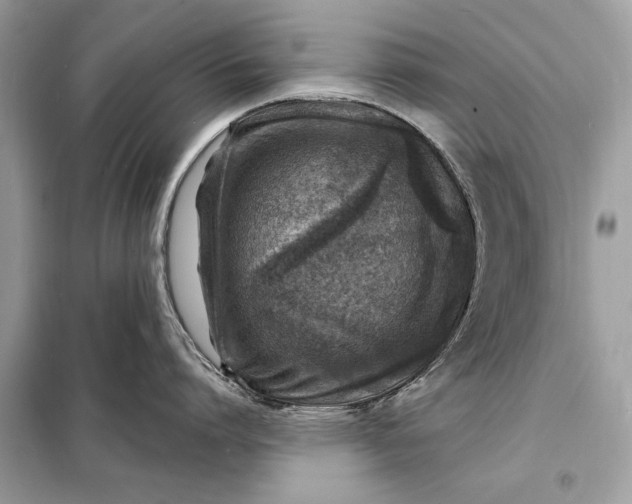 X0000098170864200805080959