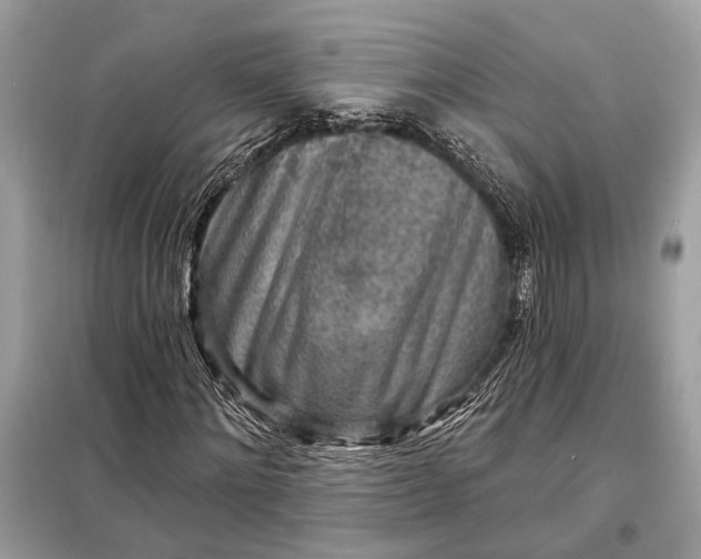 X0000098170868200805080959