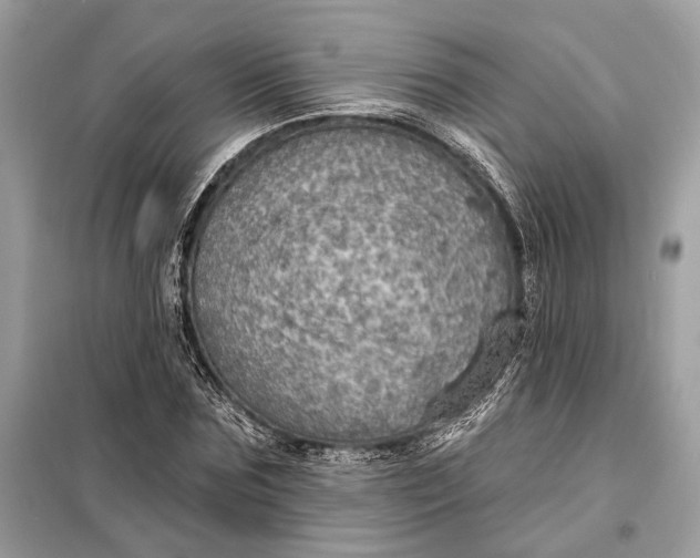 X0000098170875200805080959