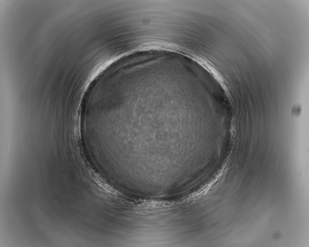 X0000098170877200805080959