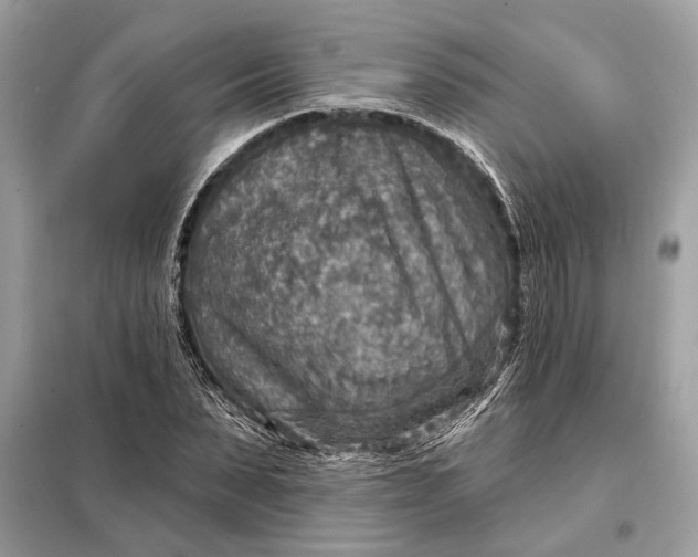 X0000098170879200805080959