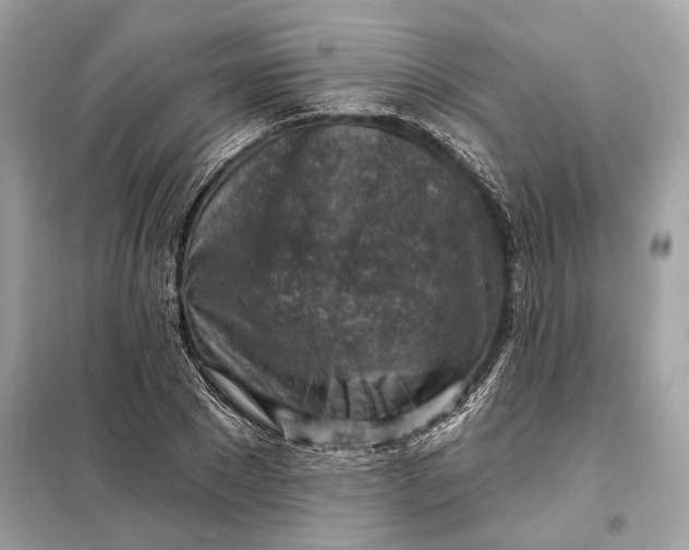 X0000098170881200805080959