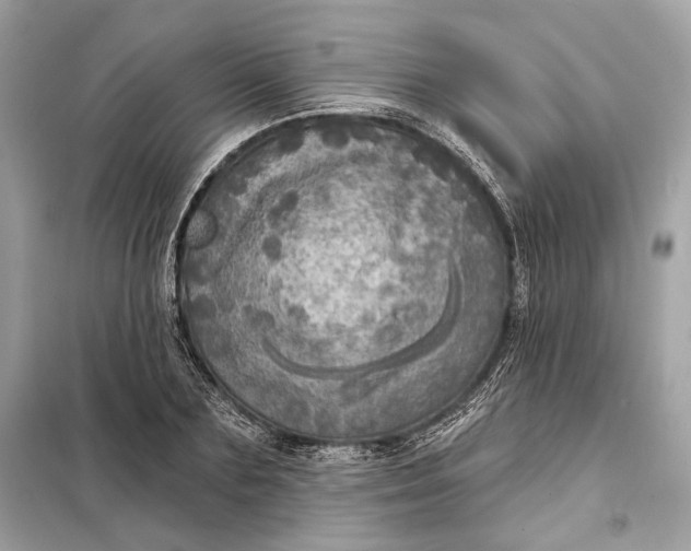 X0000098170883200805080958