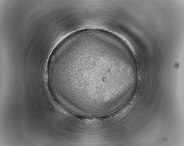 X0000098170887200805080958