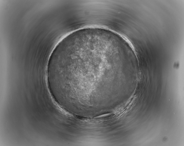 X0000098170895200805080958