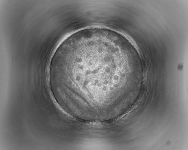 X0000098170911200805080958