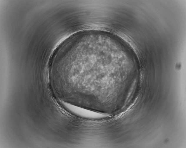 X0000098170925200805080958