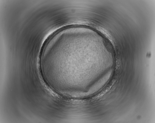 X0000098170928200805080958