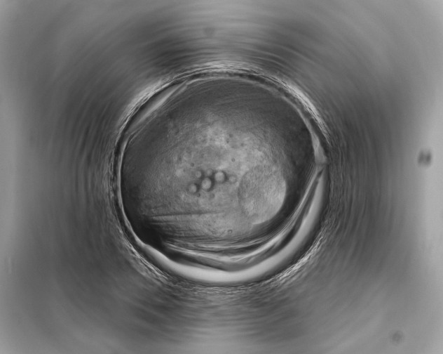 X0000098170930200805080958