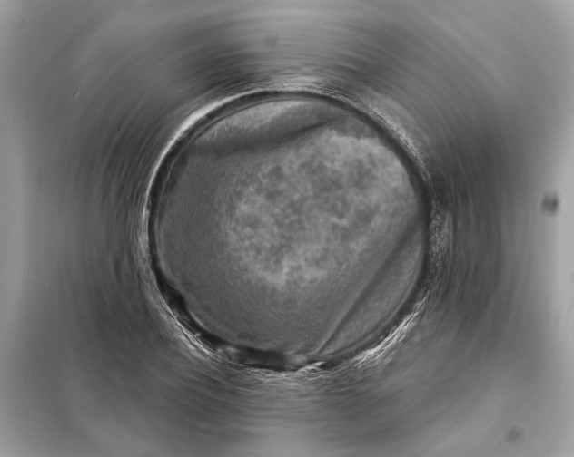 X0000098170932200805080958