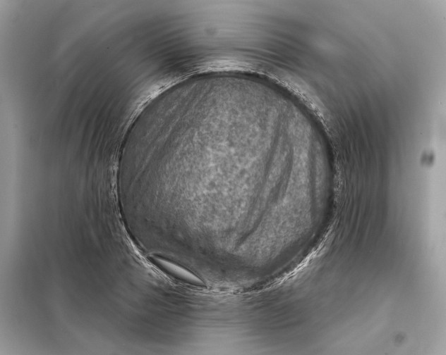 X0000098170937200805080958