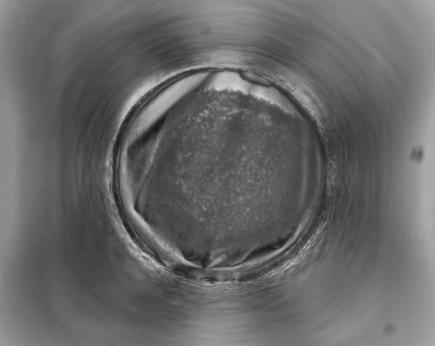 X0000098170944200805080958