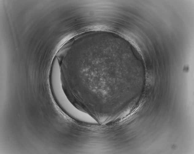 X0000098170946200805080958