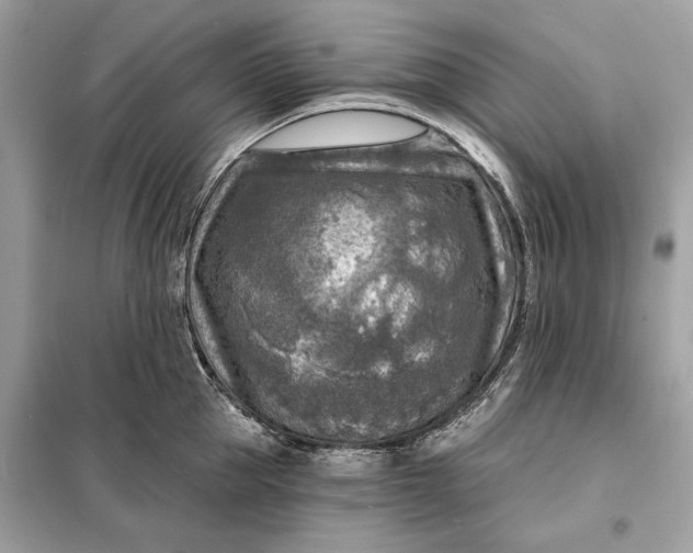 X0000098170953200805080958